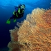 seafan_res_v_0705_png0032.jpg